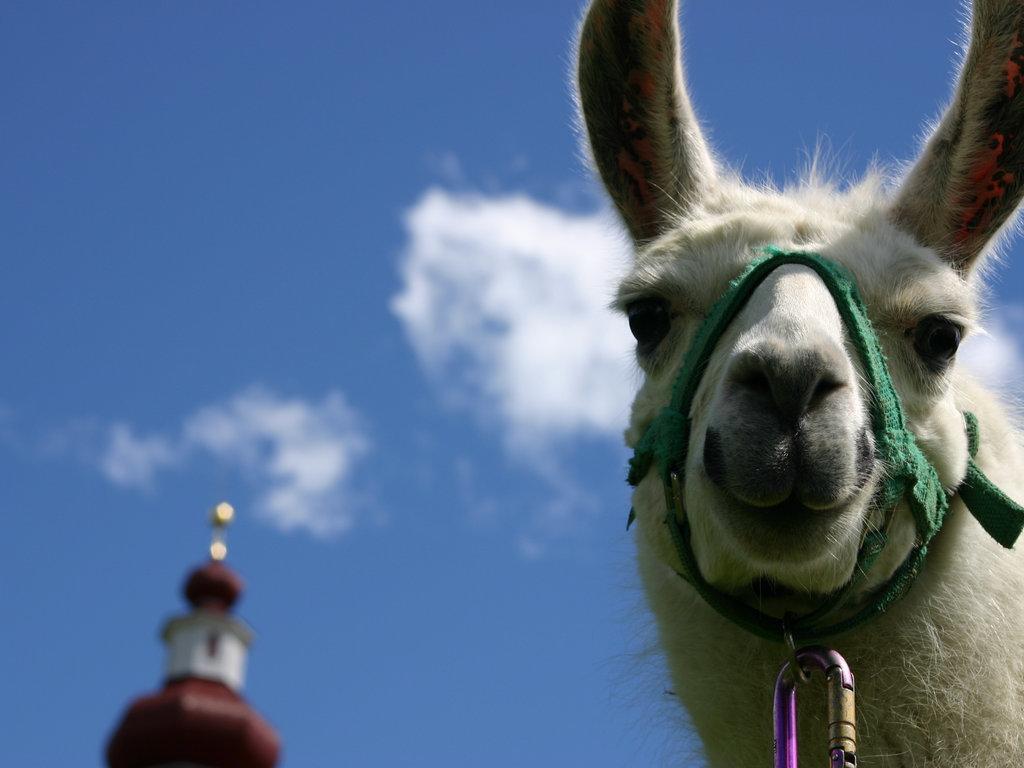 Bauernhof Im Wiesengrund マリア・ルッガウ エクステリア 写真